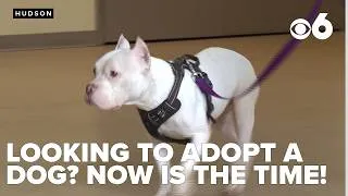Thumbnail: Columbia-Greene Humane Society over capacity, waiving fees