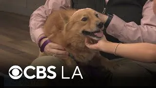 Thumbnail: Celebrate America's 250th by adopting a pet with SEAACA
