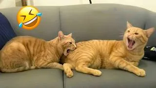 Thumbnail: Funny ANIMALS Videos 😂 Funniest Cats and Dogs 😹🐶 TRY NOT TO LAUGH