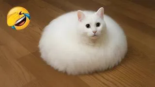 Thumbnail: Funny ANIMALS Videos 😂 New Funniest Cats and Dogs 2026 🐶😼