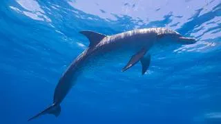 Thumbnail: Blue Mind: Atlantic Spotted Dolphins | Stock in the Wild