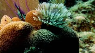Thumbnail: St. Thomas Cinematic Coral | Stock in the Wild