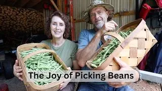 Thumbnail: The First Big Bean Picking - It Was A Good One!