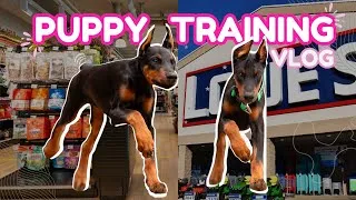 Thumbnail: DOBERMAN PUPPY TRAINING