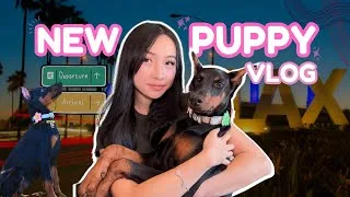 Thumbnail: NEW DOBERMAN PUPPY VLOG