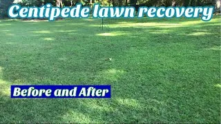 Thumbnail: Centipede Grass Recovery over a month
