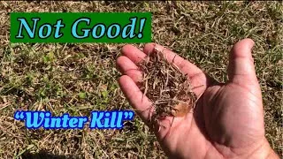 Thumbnail: Centipede Grass can be frustrating