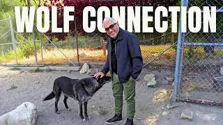 Thumbnail: Want to Understand Dogs? Start With the Wolf.