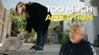 Thumbnail: Pomeranian Won't Stop Barking? Here's What's Making It Worse | Better Human Better Dog | S05E05