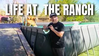Thumbnail: Taking the Most Fearful Dog to the Pool (Day 2 Breakthrough) | Life at the Ranch Ep. 5