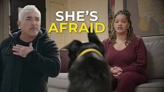 Thumbnail: This Belgian Malinois Was Meant to Protect Her, Now It's Dangerous | Better Human Better Dog S05E04