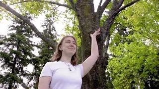 Thumbnail: Is Your Tree in Danger? How to do a 2-minute tree check.