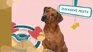 Thumbnail: Check your Pets to Stop the Spread of Invasive Species