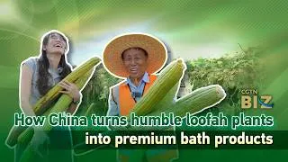 Thumbnail: How China turns humble loofah plants into premium bath products
