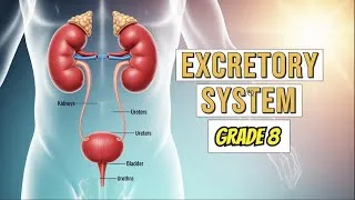 Thumbnail: Human Excretory System Grade 8 Explained |Sensee|先生