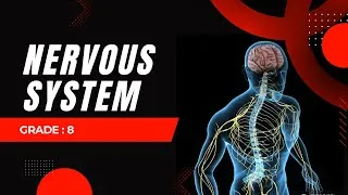 Thumbnail: The Nervous System | class 8 |Sensee|先生