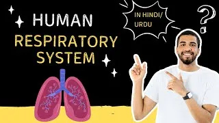 Thumbnail: Respiratory System | Class 7 | Respiration |Sensee|先生