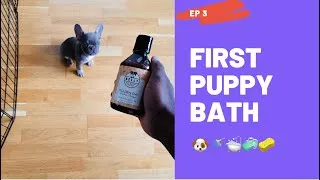 Thumbnail: FIRST PUPPY BATH!