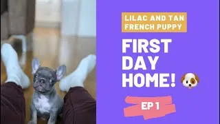 Thumbnail: Frenchie Puppy's First Day Home! 🐾🏠