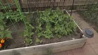 Thumbnail: Backyard Antics!