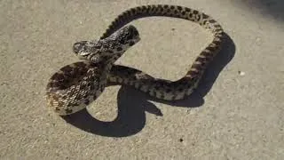 Thumbnail: Hissing Defiance!