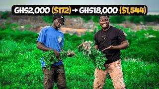 Thumbnail: How to Start Groundnut Farming With Less Than GHS2,000($172) & Make GHS18,000($1,544) As a Beginner.