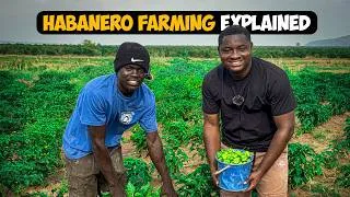 Thumbnail: He Makes GHS14,000($1,203.46) Every Week From Just an Acre of Habanero Farm in Ghana - Here's How 🇬🇭