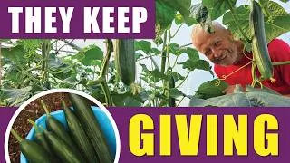 Thumbnail: Cucumbers' Long Harvest Season
