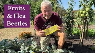 Thumbnail: August Garden Tour | Flea Beetles, Fruits, Lack of Rain & No Dig