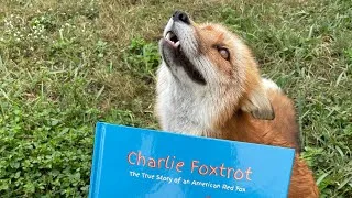 Thumbnail: Will you be an angel and help a fox in need?