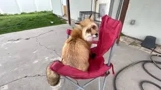 Thumbnail: Red Fox Plays in the Yard with his Parents