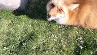 Thumbnail: When a Red Fox kills and buries a blue jay