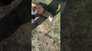 Thumbnail: Why you can’t eat food around a red fox