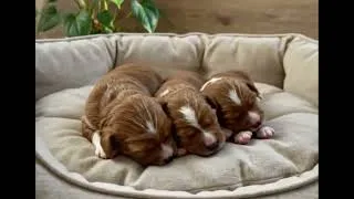 Thumbnail: Cute Newborn Golden Cavalier Puppies Sleeping & Squeaking! 🐶💤🔊 | Charlotte Dog Club