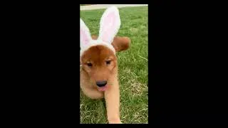 Thumbnail: Rare Golden Hopper spotted! 🐰 Meet Joseph the Cutest Golden Retriever Puppy | Charlotte Dog Club