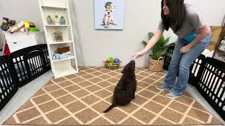 Thumbnail: Brennan the Goldendoodle Masters Sit, Down & Come 🐶✨