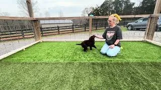 Thumbnail: Brennan the Mini Goldendoodle learning down and come