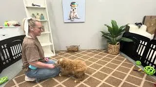 Thumbnail: Raymond the Mini Goldendoodle getting introduced to the leash and learning how to sit