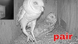 Thumbnail: Barn Owl Pair Meets Inside Their Nest Box 🐦 Interaction