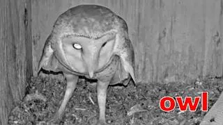 Thumbnail: Female Barn Owl Scrapes Inside an Empty Nest Box 🔍 Secret