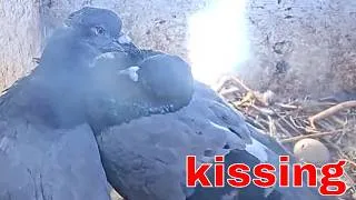 Thumbnail: Pigeon Pair Courts Inside Their Nest Box 💡 Fascinating