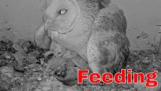 Thumbnail: Barn Owl Mom Feeds 6 Tiny Owlets — Pure Wildlife Joy 🦉🐣