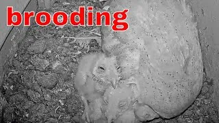 Thumbnail: Parenting 🐣 Owl Mom Cuddles 6 Nestlings 🥹