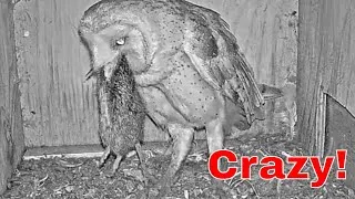 Thumbnail: 🦉💥 Barn Owl Swallows MASSIVE Rat Whole in Nest Box! Unbelievable Momen