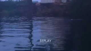 Thumbnail: Seal Sashimi: Watching seals share a fresh salmon