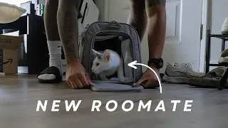 Thumbnail: I Got a New Roommate in my Silicon Valley Apartment