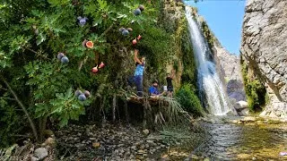 Thumbnail: 😱 They Risked the Mountain for Wild Figs! | Nomadic Family’s Zagros Adventure 🏔️🌿