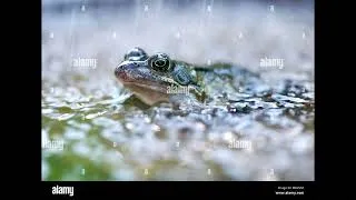 Thumbnail: random beat - "froggy fresh"