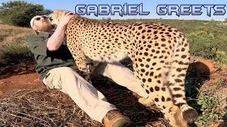 Thumbnail: Gabriel The Cheetah Morning Routine Greets In SLOW MOTION | Health Check For Cat Turning 13 AUG 2026