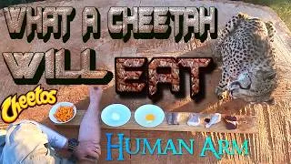 Thumbnail: What Will A Cheetah Eat? Zebra Pork Chicken Eggs Arm Or CHEETOS | Gabriel Given Choice Of Foods
